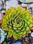 Sabır Otu Eçeverya Sukulent / 5,5 cm Saksıda / Echeveria Agavoides Christmas Succulent 1