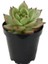 Sabır Otu Eçeverya Sukulent / 5,5 cm Saksıda / Echeveria Agavoides Christmas Succulent 2