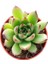 Sabır Otu Eçeverya Sukulent / 5,5 cm Saksıda / Echeveria Agavoides Christmas Succulent 3