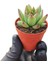 Sabır Otu Eçeverya Sukulent / 5,5 cm Saksıda / Echeveria Agavoides Christmas Succulent 4