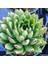 Sabır Otu Eçeverya Sukulent / 5,5 cm Saksıda / Echeveria Agavoides Christmas Succulent 5