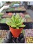 Dudak Boyası Eçeverya Sukulent / 5,5 cm Saksıda / Echeveria Agavoides Lipstick Succulent 3