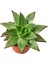 Dudak Boyası Eçeverya Sukulent / 5,5 cm Saksıda / Echeveria Agavoides Lipstick Succulent 5