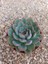 Gün Batımı Sukulent / 5,5 cm Saksıda / Echeveria (Eçeverya) Apus Succulent 2