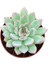 Gün Batımı Sukulent / 5,5 cm Saksıda / Echeveria (Eçeverya) Apus Succulent 4