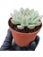 Gün Batımı Sukulent / 5,5 cm Saksıda / Echeveria (Eçeverya) Apus Succulent 5