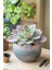 Saksı Güzeli Sukulent / 5,5 cm Saksıda / Echeveria (Eçeverya) Subsessilis Succulent 1