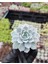 Saksı Güzeli Sukulent / 5,5 cm Saksıda / Echeveria (Eçeverya) Subsessilis Succulent 3