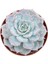 Saksı Güzeli Sukulent / 5,5 cm Saksıda / Echeveria (Eçeverya) Subsessilis Succulent 5