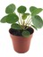 Pilea Peperomioides (Para Çiçeği) 1