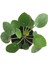 Pilea Peperomioides (Para Çiçeği) 2