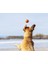 ! Fetch Ball 2'li Köpek Oyun Topu (Küçük Boy) 3