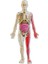 Deneysel Organ Anatomisi Modeli Tıbbi Öğretim Yardımı Eğitici Oyuncak (Yurt Dışından) 1