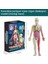 Deneysel Organ Anatomisi Modeli Tıbbi Öğretim Yardımı Eğitici Oyuncak (Yurt Dışından) 4