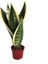 Sansevieria Trifasciata (Paşa Kılıcı) 1