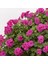 Grandeur Ivy Violet Sarkan Sakız Sardunya Fidesi (1 Adet) 1