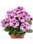 Aristo Orchid Sardunya Canan Çiçeği Fidesi (1 Adet) 1
