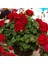 Grandeur Ivy Deep Red Sarkan Sakız Sardunya Fidesi (1 Adet) 1
