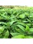 Tradescantia Albiflora Telgraf Çiçeği Fidesi(3 Adet) 2