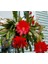 Epiphyllum Selenicereus Anthonyanus Atlas Çiçeği Fidanı (9 Luk Saksıda) 1