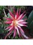 Epiphyllum Selenicereus Anthonyanus Atlas Çiçeği Fidanı (9 Luk Saksıda) 2