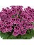 Pac Angeleyes Blueberry Sardunya Fidesi (1 Adet) 1