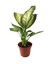 Dieffenbachia Camille (Difenbahya Çiçeği) 1