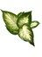 Dieffenbachia Camille (Difenbahya Çiçeği) 2