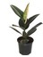 Ficus Elastica (Kauçuk Çiçeği) 1