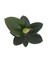 Ficus Elastica (Kauçuk Çiçeği) 2
