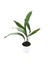 Aspidistra Elatior (Salon Yaprağı) 1