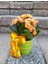 Kalanchoe Canlı Bitki Renkli Seramik Saksıda & Hediye Canlı Bitki Dört Mevsim Açan Çiçek 1