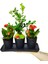Siyah Seramik Set Saksıda Buxus Bonsai ve Kalanchoe Şık Hediye Tasarımı Dekoratif Canlı Bitki 1