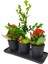 Siyah Seramik Set Saksıda Buxus Bonsai ve Kalanchoe Şık Hediye Tasarımı Dekoratif Canlı Bitki 2