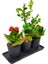 Siyah Seramik Set Saksıda Buxus Bonsai ve Kalanchoe Şık Hediye Tasarımı Dekoratif Canlı Bitki 3