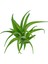 Yapay Tüylü Tillandsia Sukulent Açık Yeşil 17 cm 2