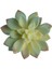 Yapay Mini Etli Echeveria Sukulent Açık Yeşil 12 cm 2