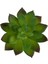 Yapay Mini Echeveria Sukulent Yeşil 8 cm 2