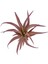Yapay Tüylü Tillandsia Sukulent Lila 17 cm 2