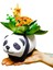 Seramik Panda Saksıda Canlı Kalanchoe Tasarımı Hediyelik Canlı İç Mekan Bitkileri Dekor Biblo 1