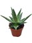 Aloe 'Thiba' (Kaktüs) 1