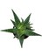 Aloe 'Thiba' (Kaktüs) 2