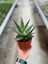 Aloe 'Thiba' (Kaktüs) 3