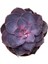 Echeveria Gibbiflora 'Purple Pearl' (Sukulent) 2