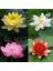 5 Adet Nadir Karışık Rengarenk Lotus Çiçeği Nilüfer Su Zambağı Tohumu 1