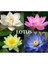 10 Adet Karışık Renkli Lotus Su Çiçeği Su Zambak Çiçeği Tohumu 1