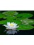 10 Adet Tohum Beyaz Lotus Su Çiçeği Tohumu 1