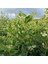 Yaprak Dökmeyen Kartopu Fidanı 'viburnum Tinus' 1