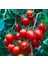 Nadir Herliom Red Cherry Domates Tohumu (15 Tohum) 1