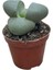 Pleiospilos Nelii (Taş Kaktüs) 1